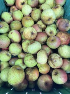 Reinette d'Armorique