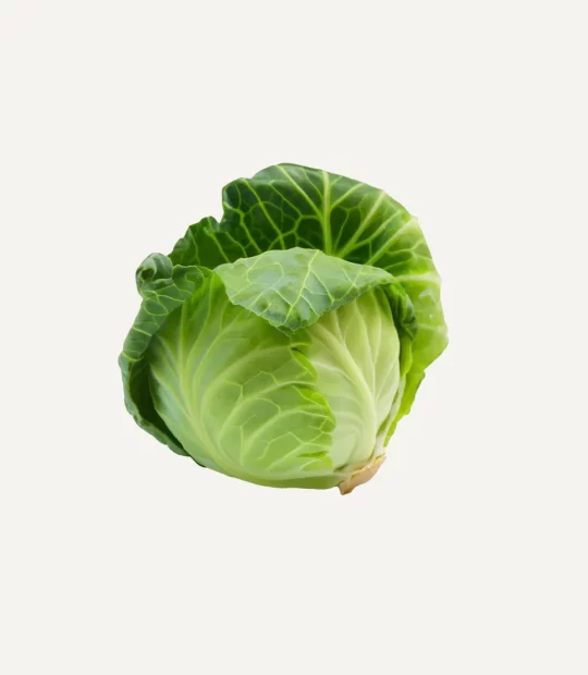 Green Cabbage