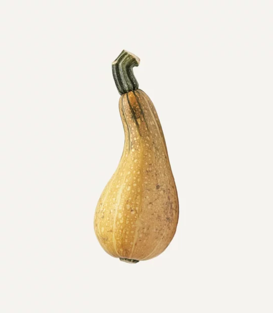 Butternut Pumpkin