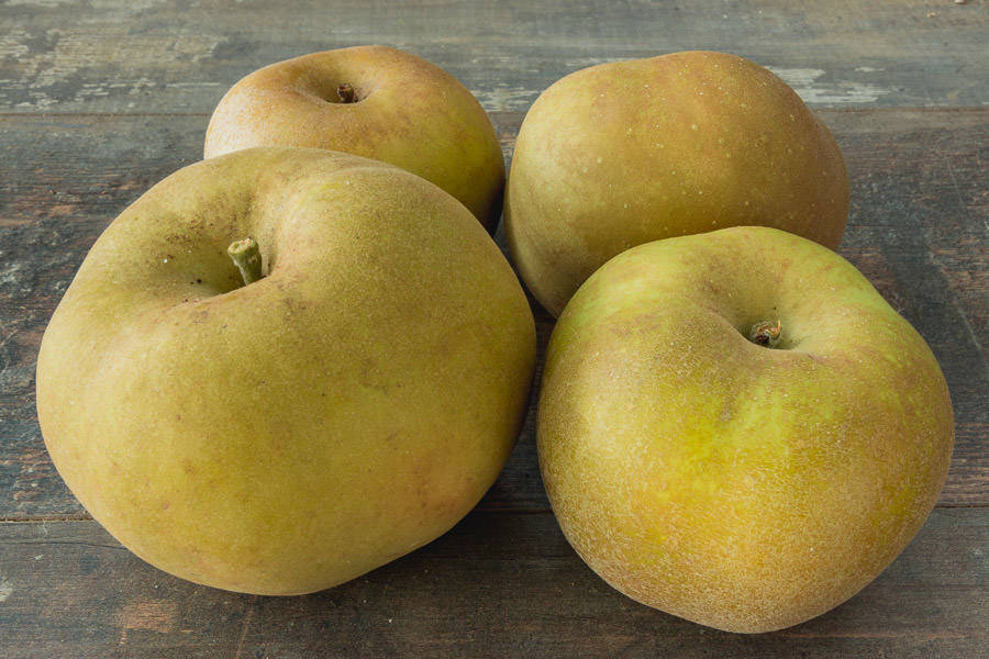 pomme-canada-grise pomme-canada-grise