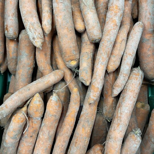Carottes