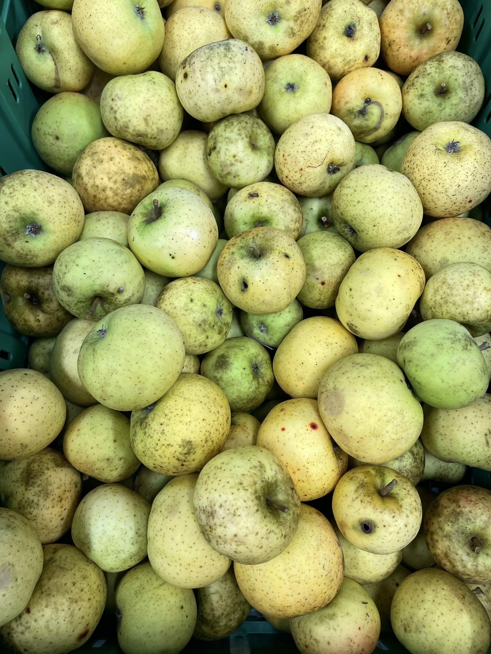 Belchard / Chanteclerc