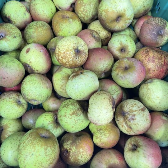 Reinette d'Armorique