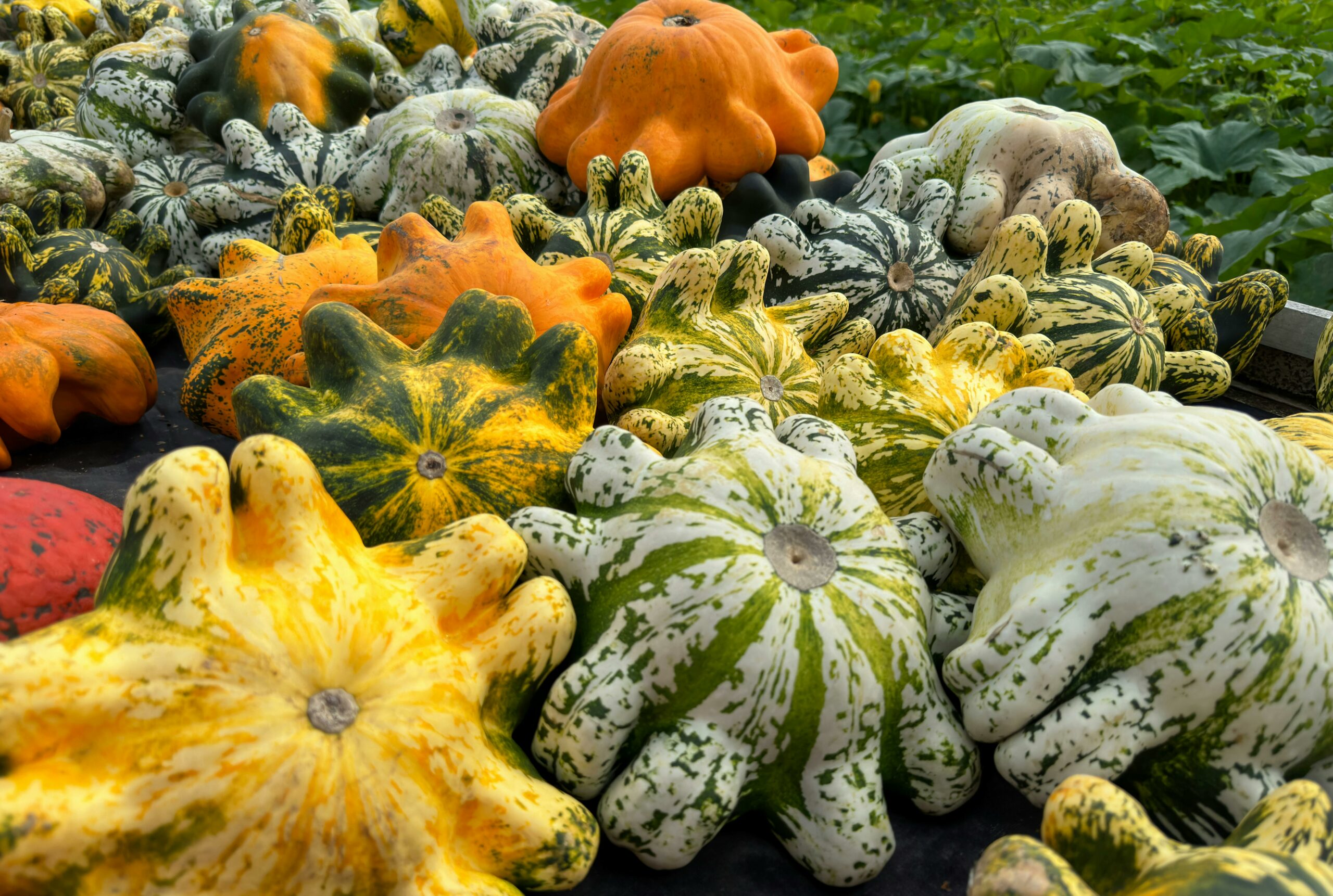 Courges des Nouveaux Jardins d'Orgères
