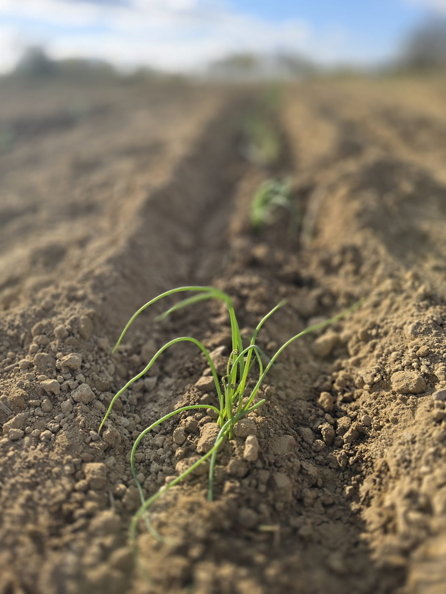 Repiquage en pleine terre