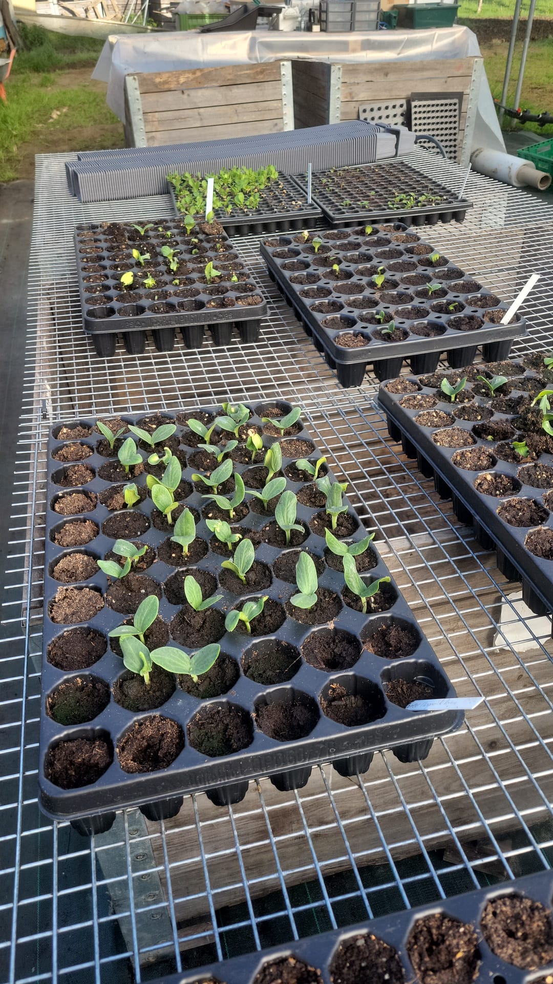 Semis en pépinière
