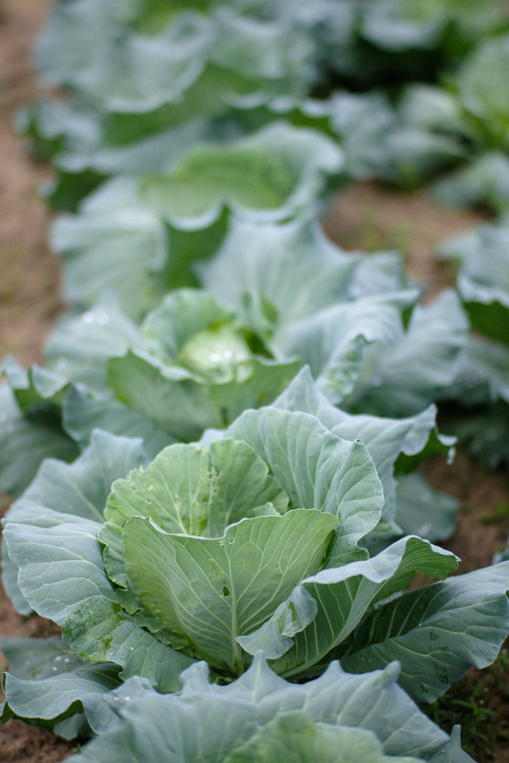 Îlot 3 — Brassicas