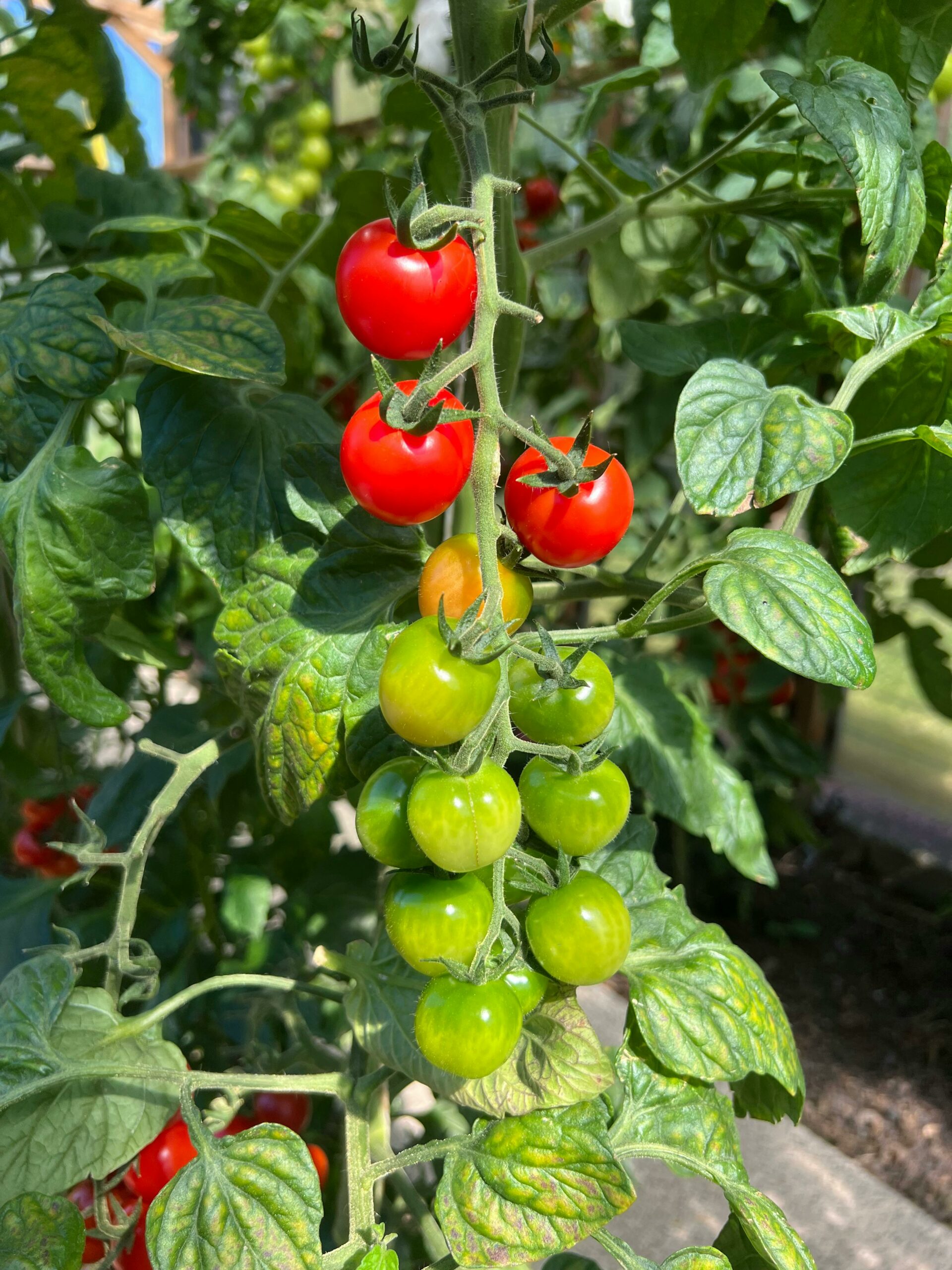 La Serre des Tomates — Les Nouveaux Jardins d'Orgères