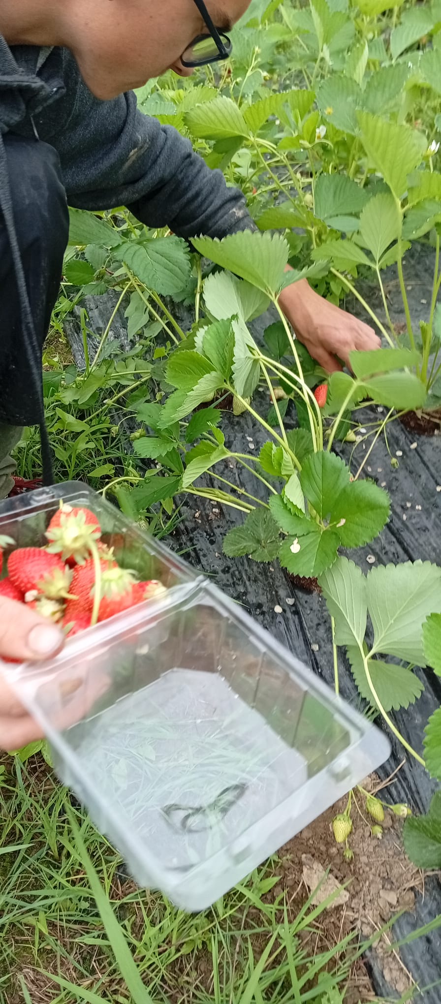 Récolte et vente en boutique