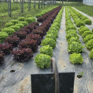 Salades