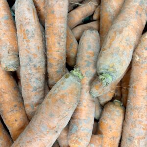 Carottes cultivées à Orgères sans aucun traitement