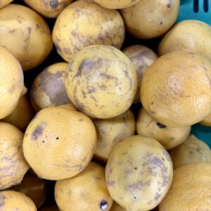 Citrons jaunes issus de l'agriculture biologique