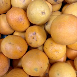 Oranges Valencia issues de l'agriculture biologique