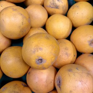 Pomelos de Corse issus de l'agriculture biologique