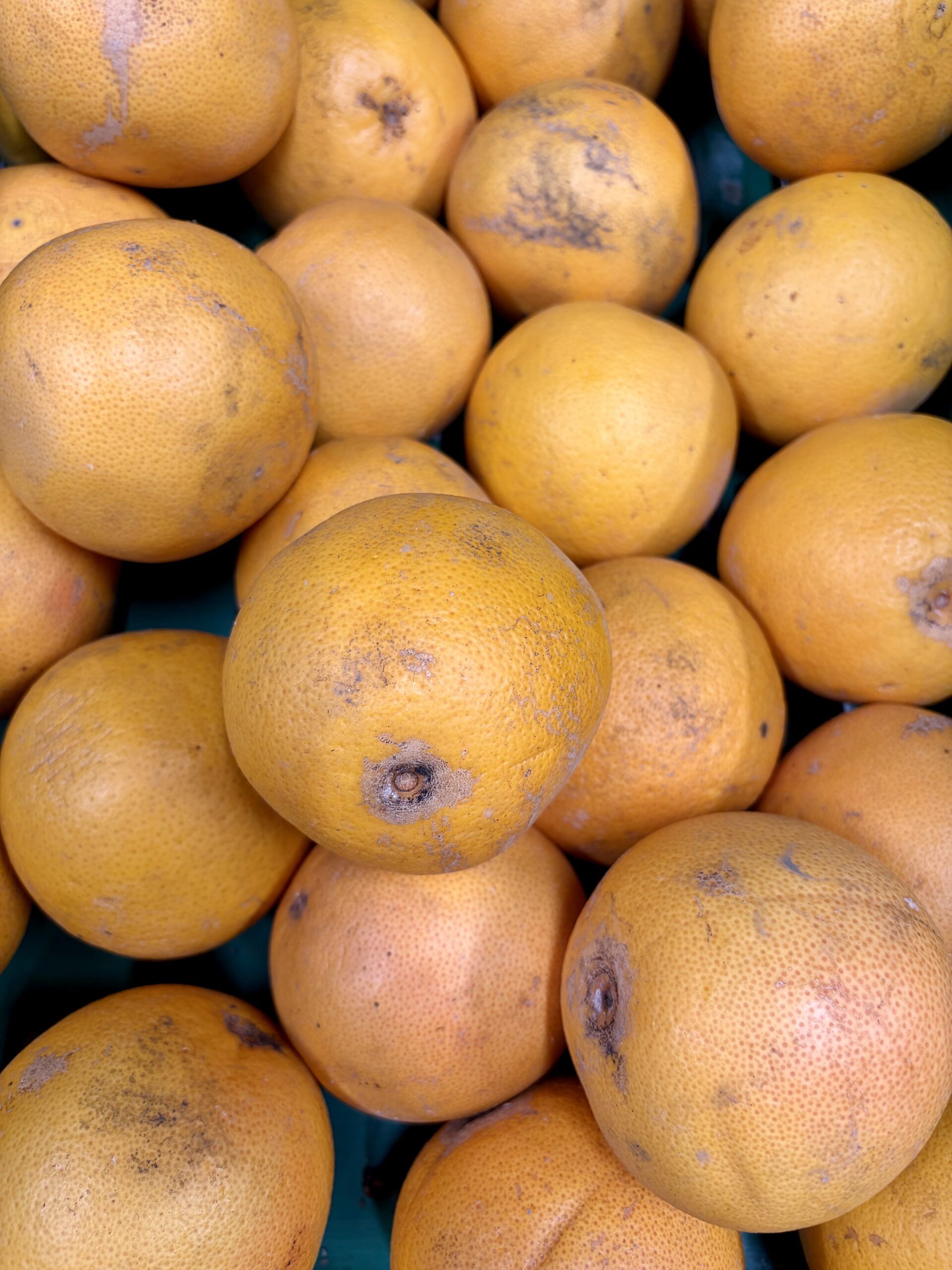 Pomelos de Corse issus de l'agriculture biologique