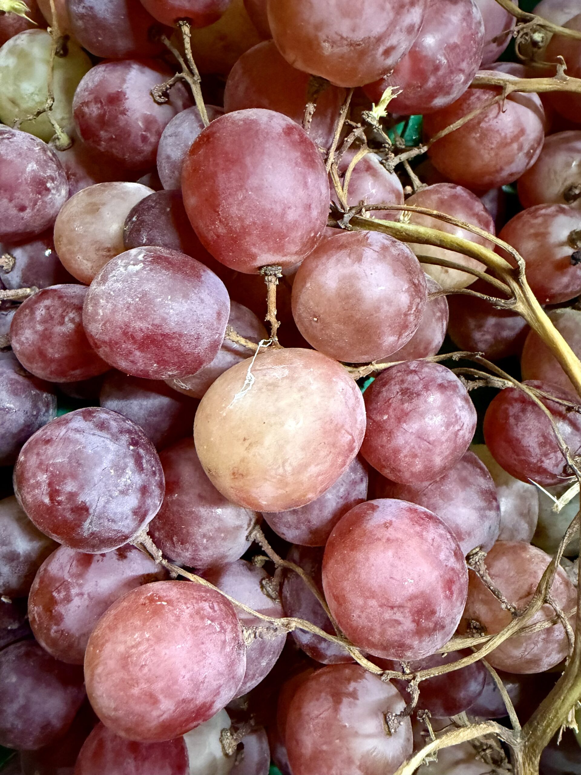 Raisin noir issu de l'agriculture biologique