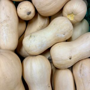 Courges butternut cultivées à Orgères