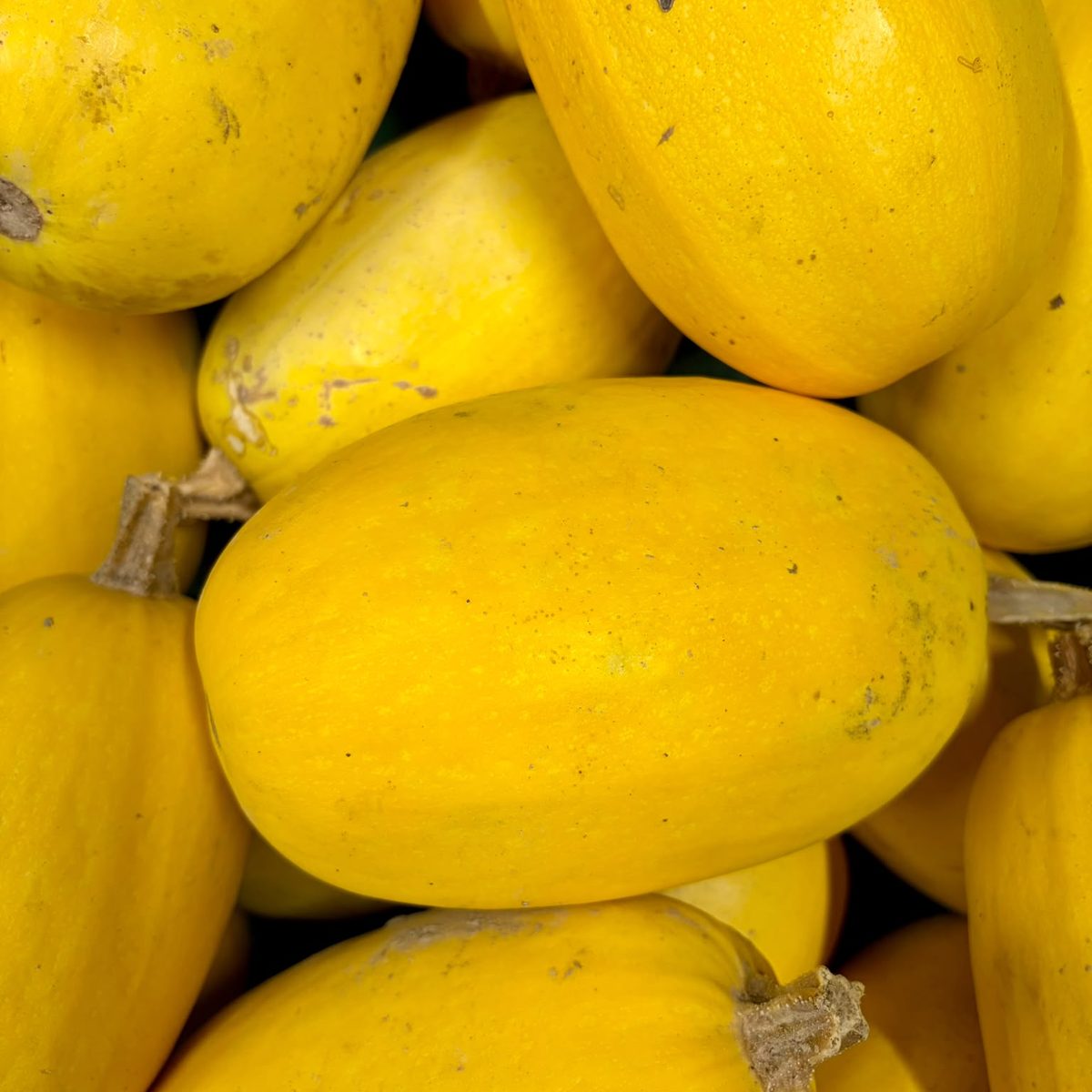 Courges spaghetti cultivées à Orgères