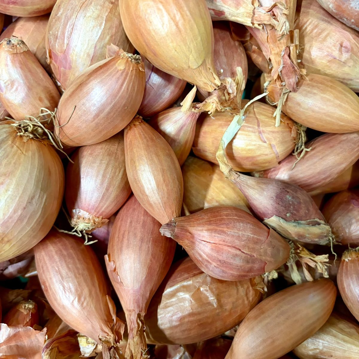 Échalotes cultivées à Orgères