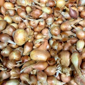 Oignons jaunes cultivés à Orgères