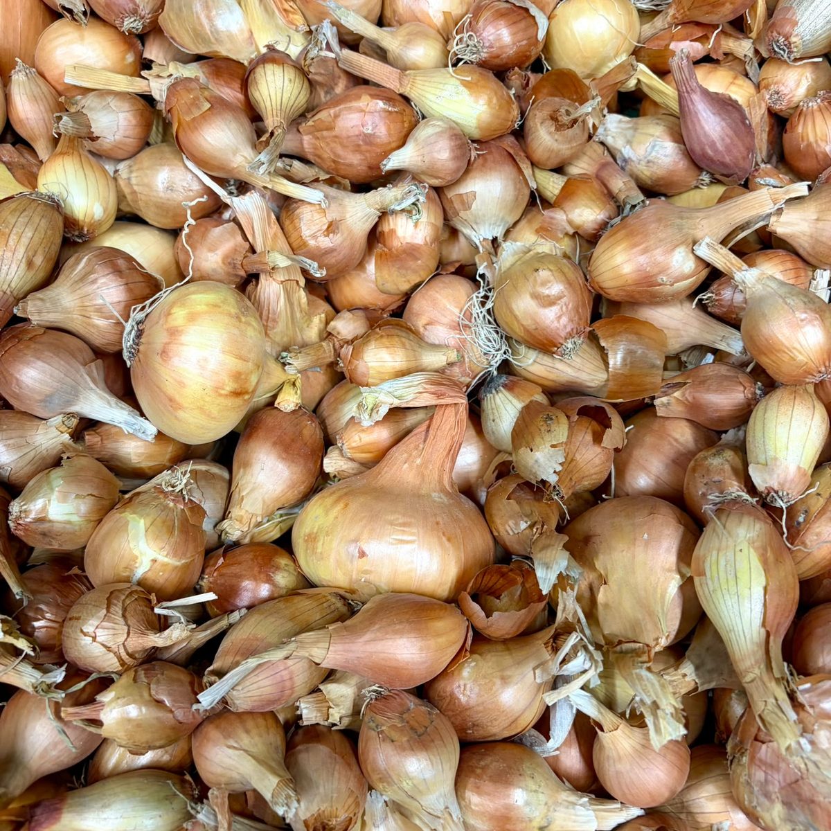 Oignons jaunes cultivés à Orgères