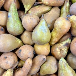 Poires Conférence du verger bio d'Orgères