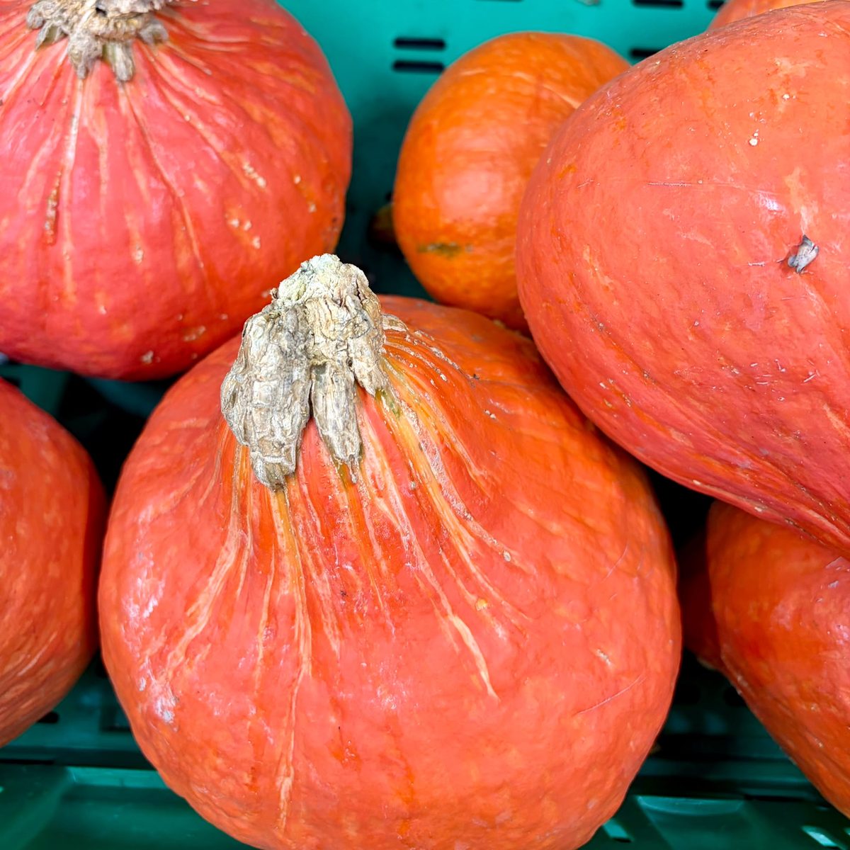 Potimarrons cultivés à Orgères